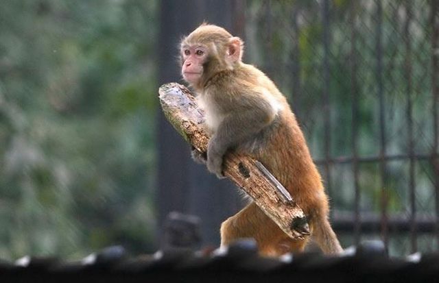 These funny animals (32 pics)