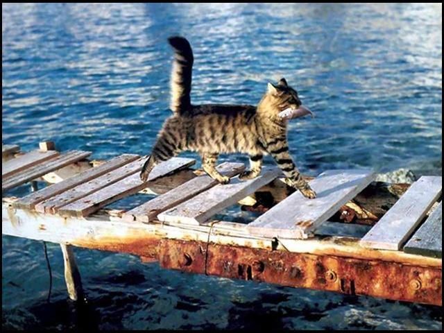 These funny animals (32 pics)