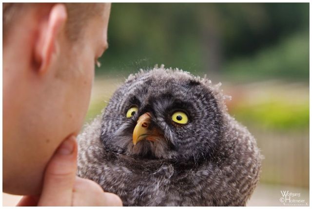 These funny animals (32 pics)
