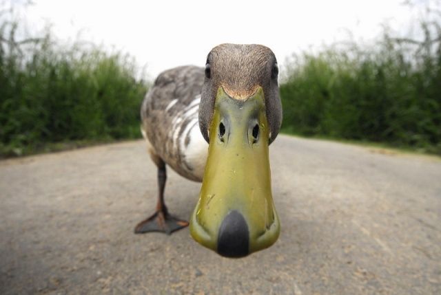 These funny animals (32 pics)