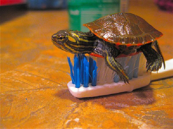 The Not So Boring Life Of Baby Turtles (15 pics)