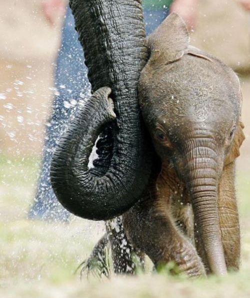 These funny animals (35 pics)