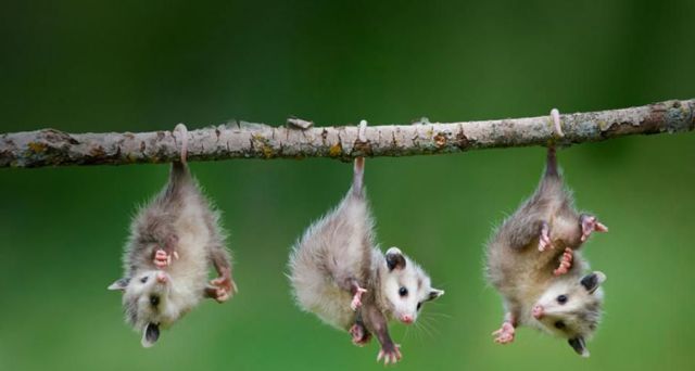 These funny animals (35 pics)