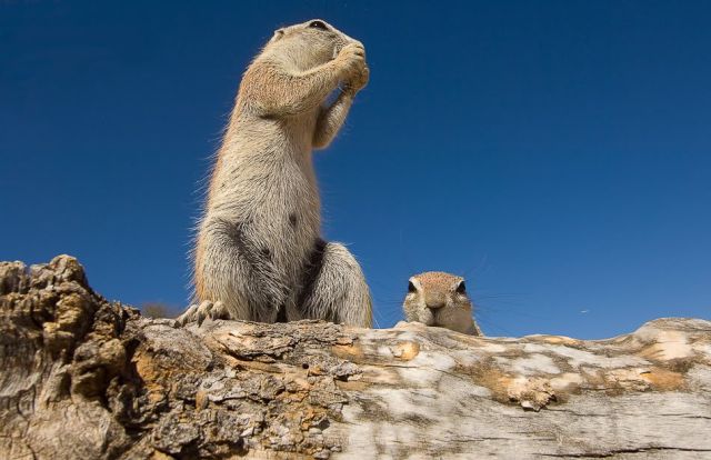 Gophers By Golly.. (20 pics)