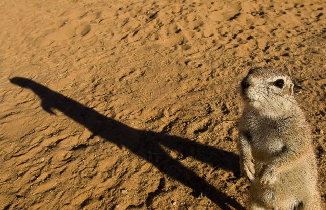 Gophers By Golly.. (20 pics)