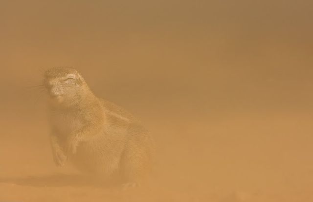 Gophers By Golly.. (20 pics)