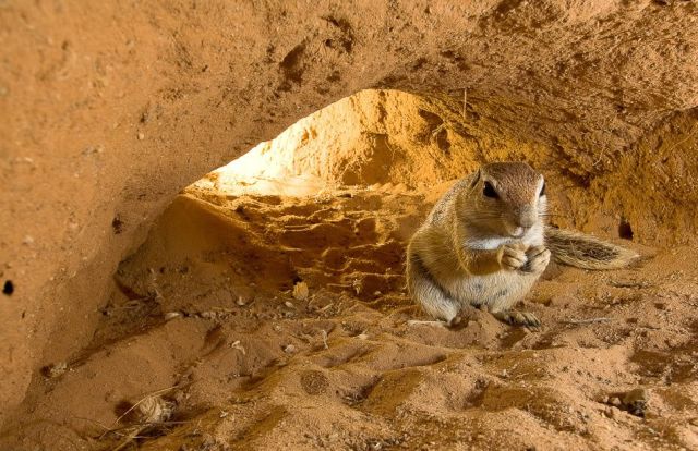 Gophers By Golly.. (20 pics)