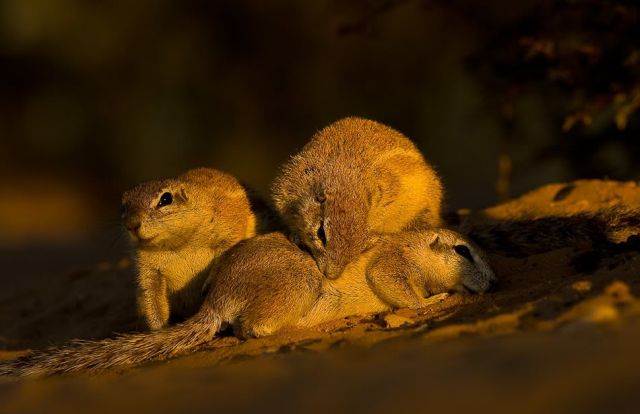 Gophers By Golly.. (20 pics)