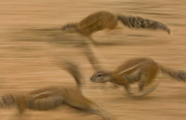 Gophers By Golly.. (20 pics)