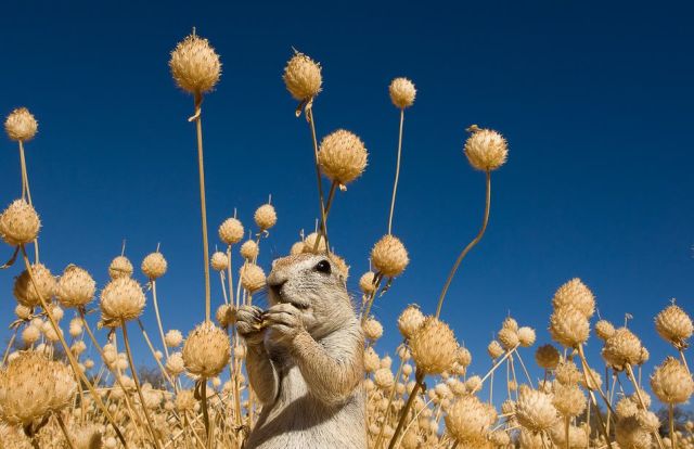Gophers By Golly.. (20 pics)