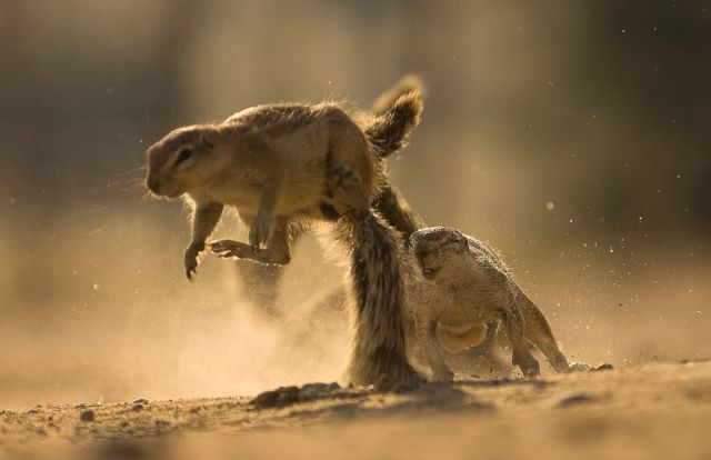 Gophers By Golly.. (20 pics)