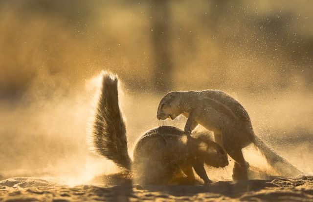 Gophers By Golly.. (20 pics)