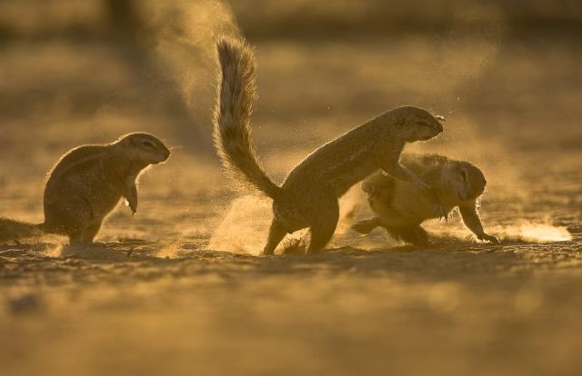 Gophers By Golly.. (20 pics)