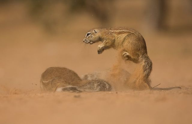 Gophers By Golly.. (20 pics)