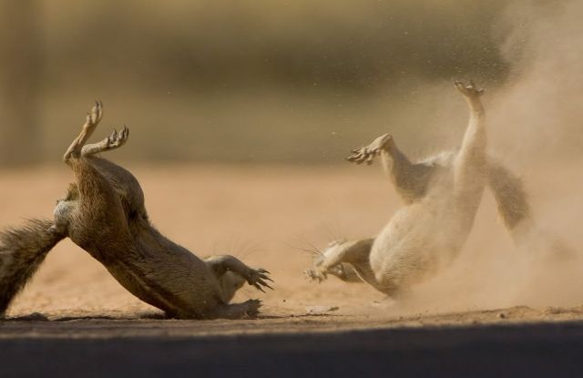 Gophers By Golly.. (20 pics)
