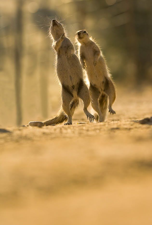 Gophers By Golly.. (20 pics)