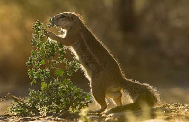 Gophers By Golly.. (20 pics)