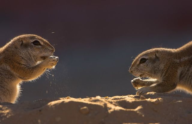 Gophers By Golly.. (20 pics)
