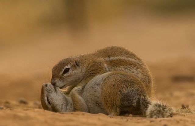 Gophers By Golly.. (20 pics)