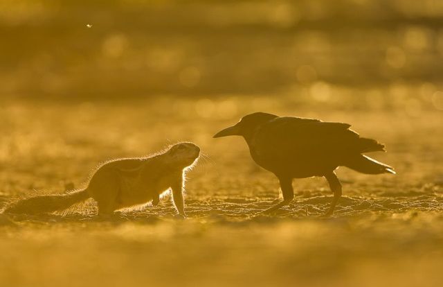 Gophers By Golly.. (20 pics)