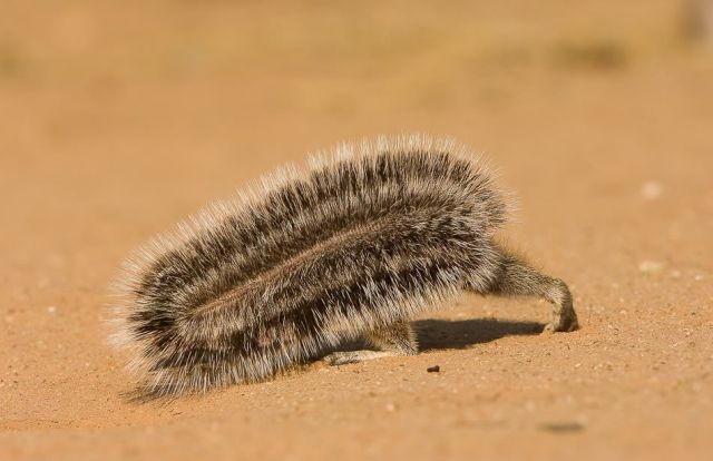 Gophers By Golly.. (20 pics)