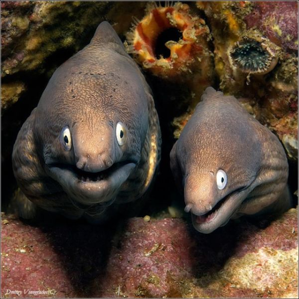 These funny animals (44 pics)