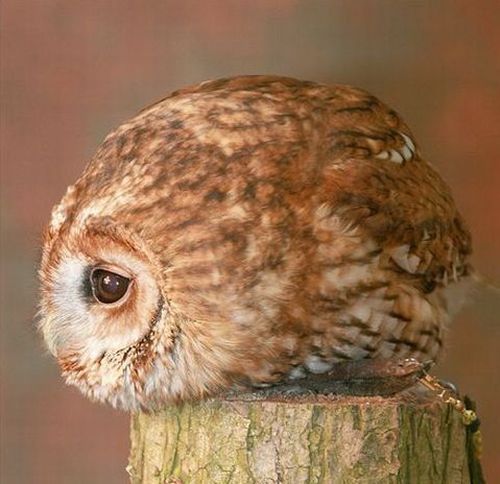 These funny animals (44 pics)