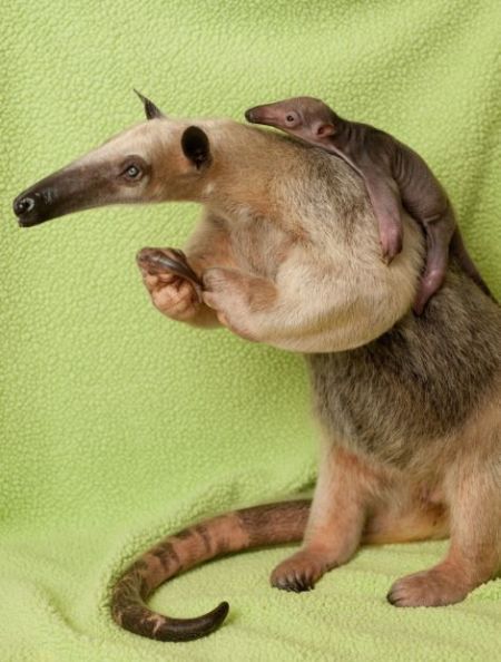 These funny animals (44 pics)