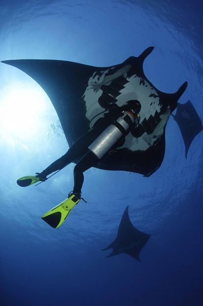 Manta Ray Swimming with Divers (9 pics)