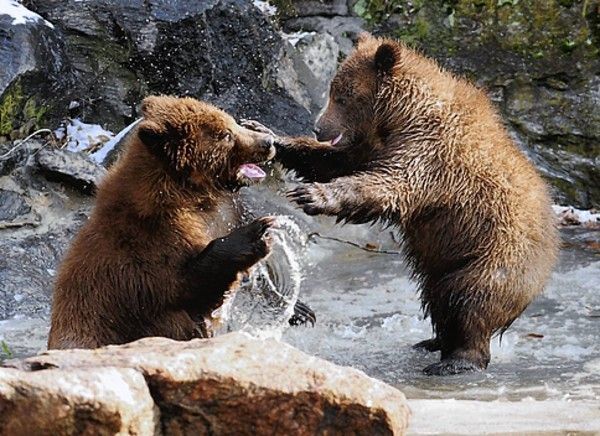These funny baby animals (40 pics)