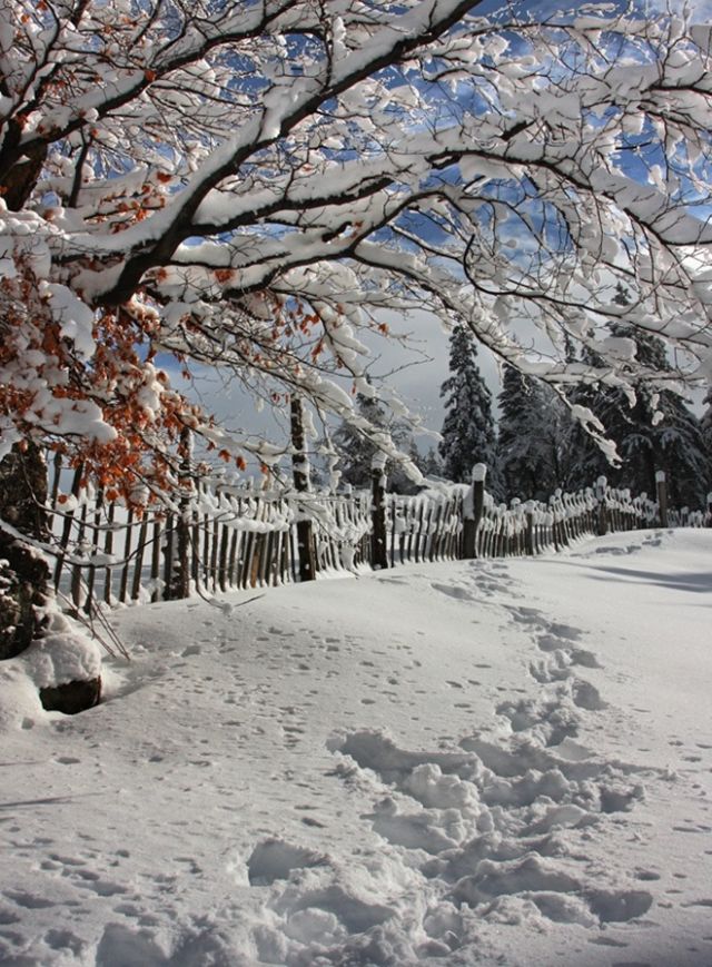 The Wonders of Winter (51 pics)