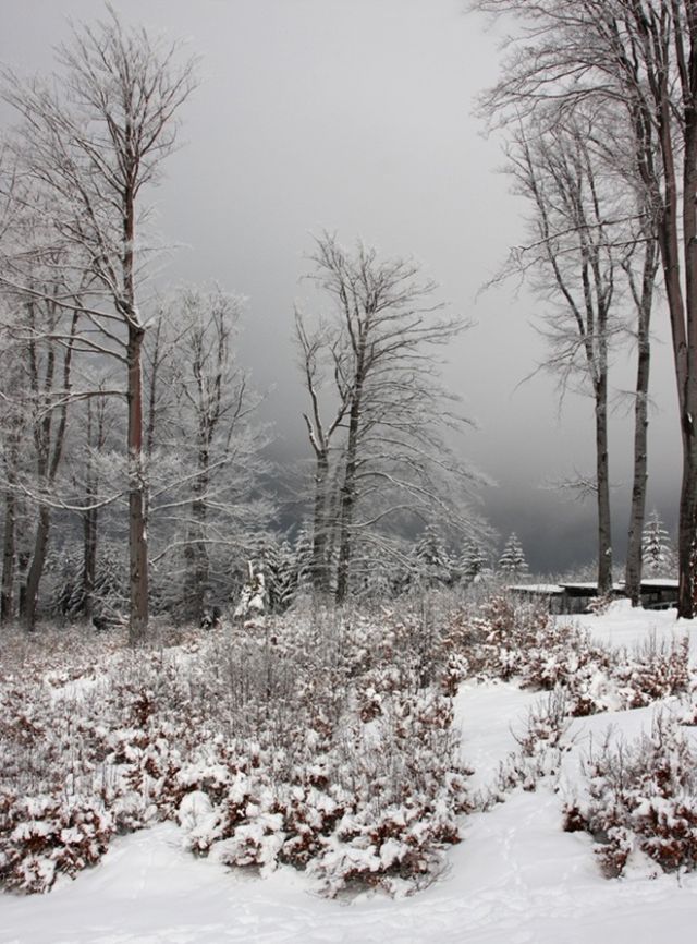 The Wonders of Winter (51 pics)
