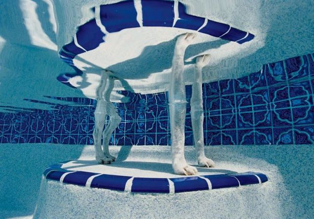 Impossible Optical Illusions (49 pics)