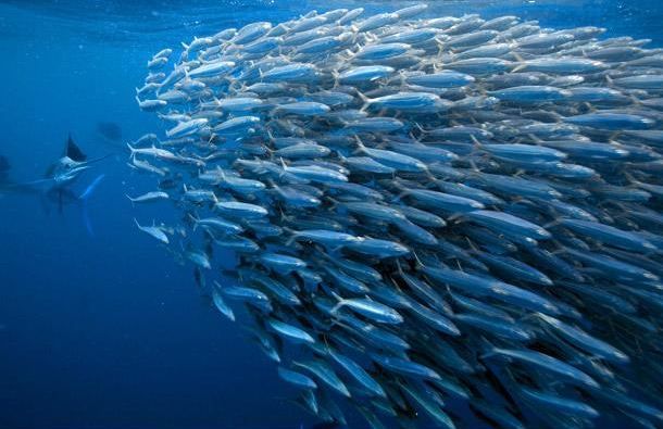 Atlantic Sailfish on a Sardines Hunt (6 pics)
