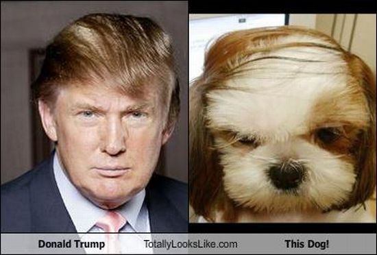 Funny Look Alikes (67 pics)