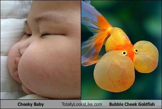 Funny Look Alikes (67 pics)