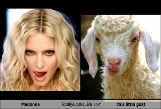 Funny Look Alikes (67 pics)