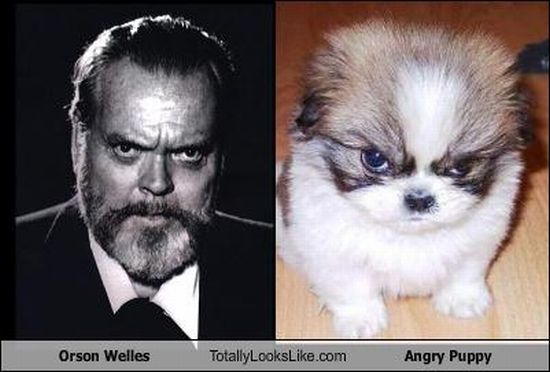 Funny Look Alikes (67 pics)