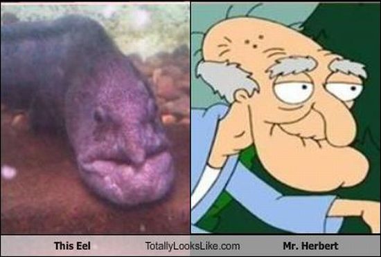 Funny Look Alikes (67 pics)