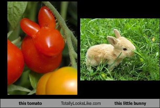 Funny Look Alikes (67 pics)