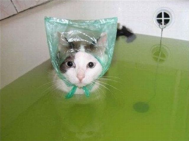 These funny animals (37 pics)