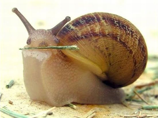 These funny animals (37 pics)