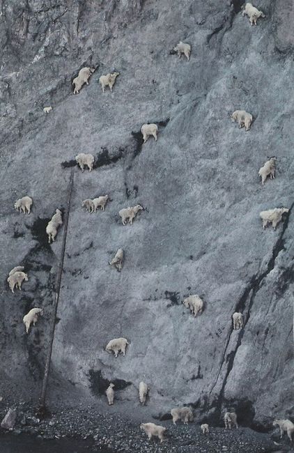 Brave or Stupid (29 pics)