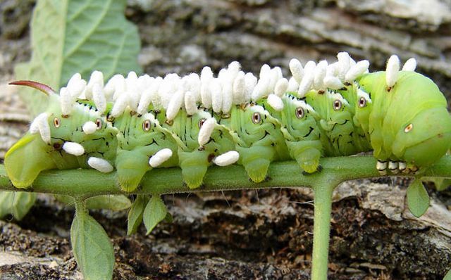 These funny animals (41 pics)