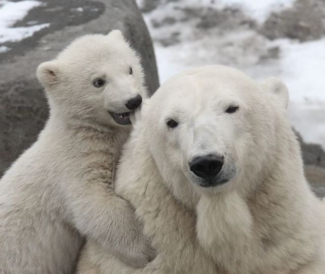 These funny animals (41 pics)