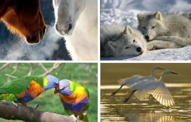 Love Is in the Air (18 pics)