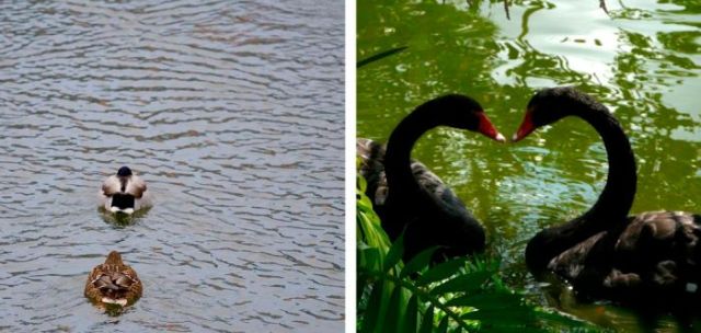 Love Is in the Air (18 pics)