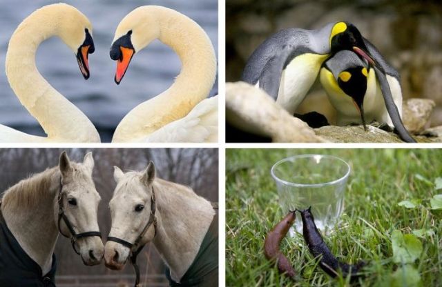 Love Is in the Air (18 pics)