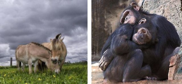 Love Is in the Air (18 pics)