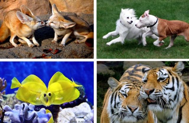 Love Is in the Air (18 pics)